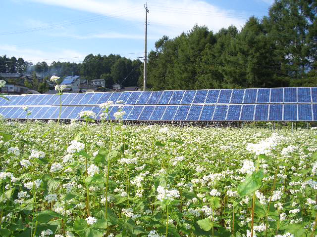 蕎麦の花と太陽電池