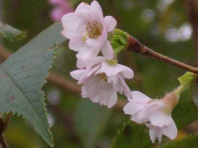 秋の桜　2005